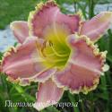 Лилейник "Awesome Artist" (Hemerocallis)