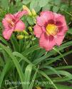 Лилейник "Barbarian Princess" (Hemerocallis)