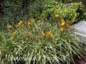 Лилейник "Golden Zebra" (Hemerocallis)