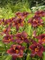 Лилейник "Chocolate Candy" (Hemerocallis)