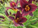 Лилейник "Chocolate Candy" (Hemerocallis)