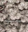 Гейхера "Flores Sea" (Heuchera hybride)