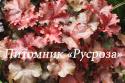 Гейхера "Red Sea" (Heuchera hybride)