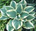 Хоста "Band of Gold" (Hosta)