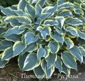 Хоста "First frost" (Hosta)