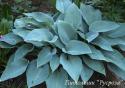 Хоста "Halcyon" (Hosta)