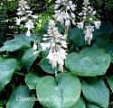 Хоста Зибольда "Elegans" (Hosta)