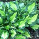 Хоста "Whirlwind" (Hosta)