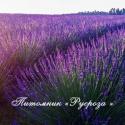 Лавандин "Phenomenal" (Lavandula intermedia)