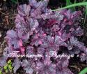 Гейхера "Midnight Rose Select" (Heuchera hybride)