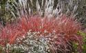 Мискантус китайский "Roter Pfeil" (Miscanthus sinensis)