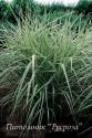 Мискантус китайский Variegatus (Miscanthus sinensis)