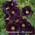 Шток-роза "Nigra" (Alcea rosea)