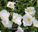 Энотера красивая Alba (Oenothera speciosa)