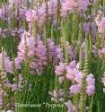 Физостегия виргинская "Bouquet Rose" (Physostegia virginiana)