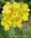 Примула ушковая (Primula auricula)