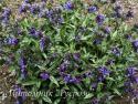 Медуница длиннолистная "Cevennensis" (Pulmonaria longifolia)