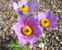 Прострел обыкновенный "Blue Bells" (Pulsatilla vulgaris)