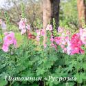 Штокроза "Radiant Rose" (Alcea rosea)