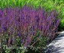 Шалфей дубравный "Caradonna" (Salvia nemorosa)