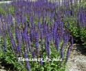 Шалфей дубравный "Ost Friesland" (Salvia nemorosa)