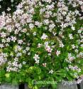 Камнеломка тенистая variegata (Saxifraga urbium)