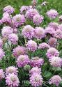 Скабиоза японская "Pink Diamonds" (Scabiosa japonica)