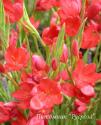 Схизостилис ярко-красный "Major" (Schizostylis coccinea)