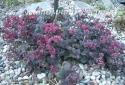 Очиток "Bertam Anderson" (Sedum)