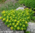 Очиток камчатский (Sedum kamtschaticum)