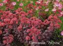 Очиток "Desert Red" (Sedum telephium)