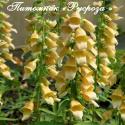 Наперстянка "Spice Island" (Digitalis)