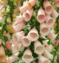 Наперстянка пурпурная "Sutton's Apricot" (Digitalis purpurea)