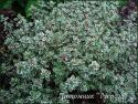 Тимьян лимоннопахнущий "Silver Queen" (Thymus citriodorus)