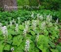 Тиарелла сердцелистная (Tiarella cordifolia)