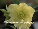 Морозник восточный "Yellow Double" (Helleborus orientalis)