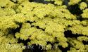 Тысячелистник обыкновенный "Sunny Seduction" (Achillea millefolium)