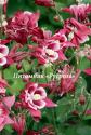 Аквилегия обыкновенная "Winky Red White" (Aquilegia vulgaris)