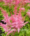 Астильба китайская "Finale" (Astilbe chinensis)