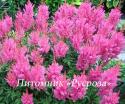 Астильба Арендса "Gloria Purpurea" (Astilbe arendsii)