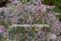 Астра бокоцветная "Horizontalis" (Aster lateriflorus)