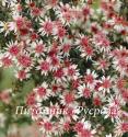 Астра бокоцветковая "Prince" (Aster  lateriflorus)