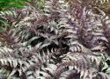 Кочедыжник мужской "Burgundy Lace" (Athyrium filix-mas)