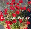 Гвоздика травянка "Leuchtfunk" (Dianthus deltoides)