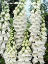 Наперстянка "Snow Thimble" (Digitalis)