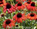 Эхинацея пурпурная "Postman" (Echinacea purpurea)