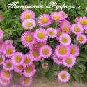 Мелколепестник сизый "Sea Breeze" (Erigeron glaucus)