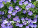 Герань "Rozanne" (Geranium hybride)