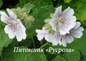 Герань Ренарда (Geranium renardi)