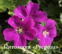 Герань "Russell Prichard" (Geranium hybride)